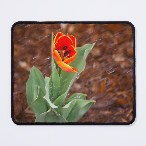 Item preview, Orange Tulip designed and sold by KoalaTeaPhotogr.