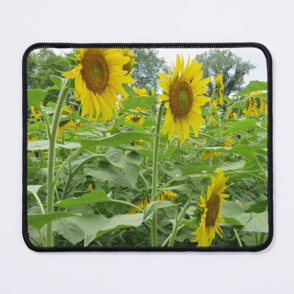Item preview, Golden Sunflowers in Full Bloom designed and sold by TopRBArtist.