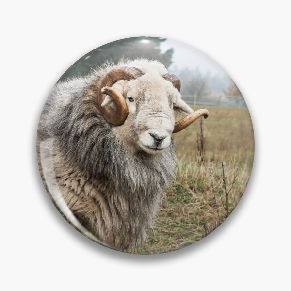 Item preview, Herdwick Ram designed and sold by Jane Stanley Photography.
