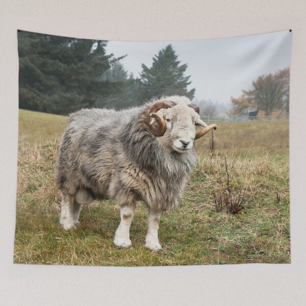 Item preview, Herdwick Ram designed and sold by Jane Stanley Photography.