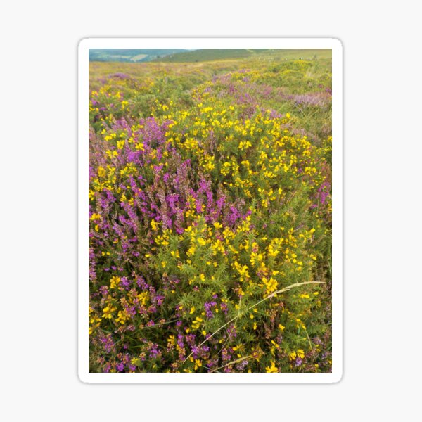 Item preview, Gorse And Heather Near Haytor Quarry, Dartmoor, Devon designed and sold by lezvee.
