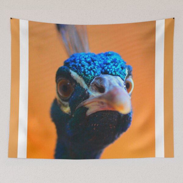 Item preview, Peacock photography  designed and sold by jenstar77.