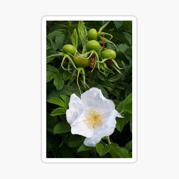 Buds and Flower Sticker