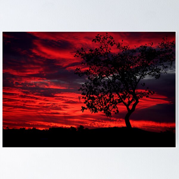 Item preview, Flame Tree designed and sold by Globalphotos.