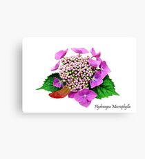 Hydrangea Macrophylla Canvas Print