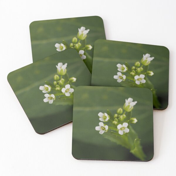 Item preview, Sweet  Alyssum  designed and sold by Cblifeisgood.