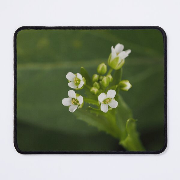 Item preview, Sweet Alyssum designed and sold by Cblifeisgood.