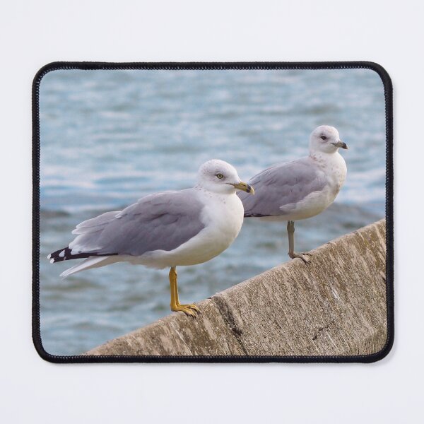 Item preview, Two Gulls Standing On a Wall Next To a Lake designed and sold by BackyardBirder.