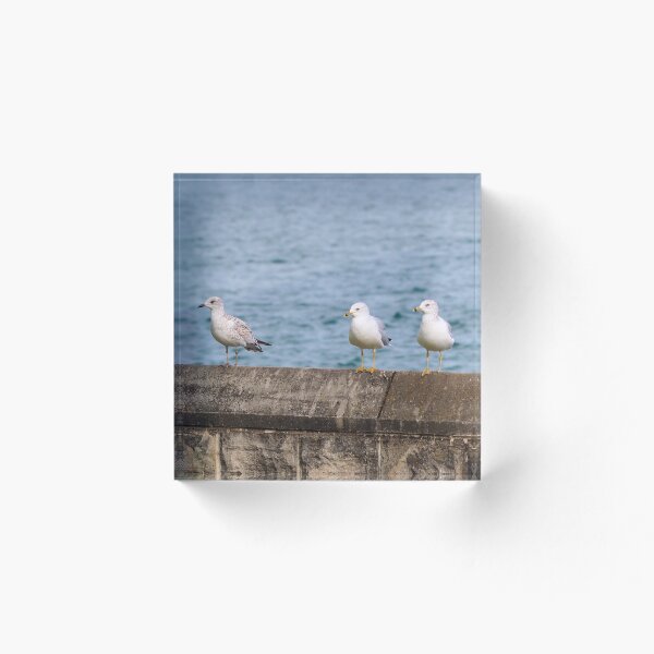 Item preview, Cuatro gaviotas en una pared junto a un lago designed and sold by BackyardBirder.