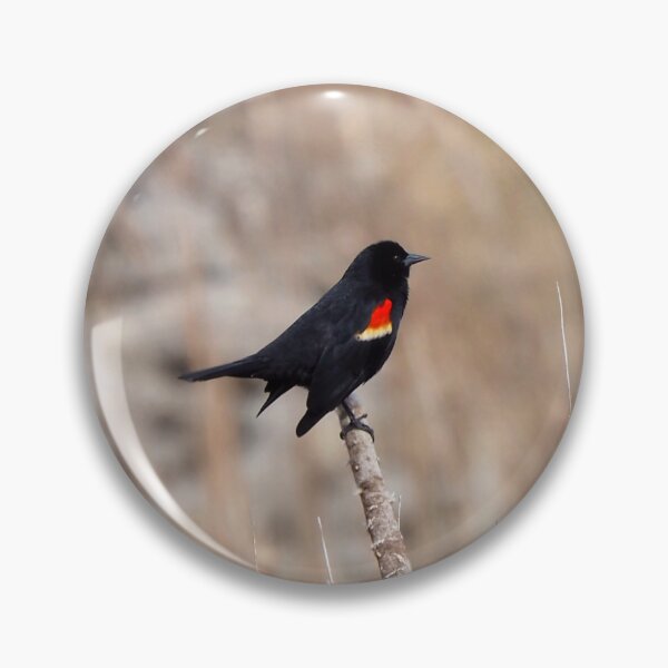 Artikelvorschau, Rotschulterstärling auf einem Feld entworfen und verkauft von BackyardBirder.