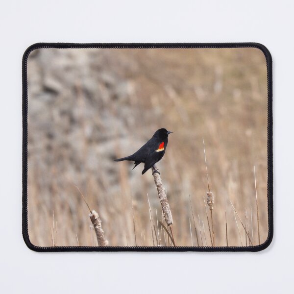 Item preview, Red-winged blackbird In a Field designed and sold by BackyardBirder.