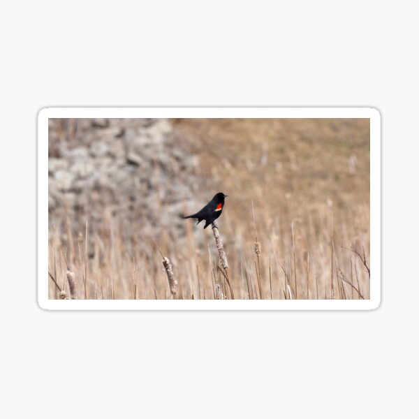 Item preview, Red-winged blackbird In a Field designed and sold by BackyardBirder.