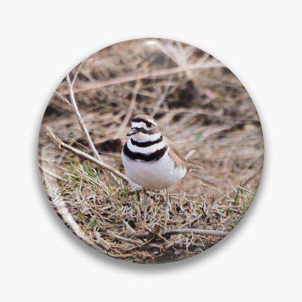 Item preview, Killdeer Wandering a Field designed and sold by BackyardBirder.