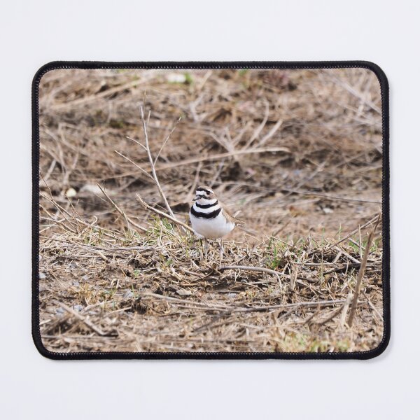 Item preview, Killdeer Wandering a Field designed and sold by BackyardBirder.