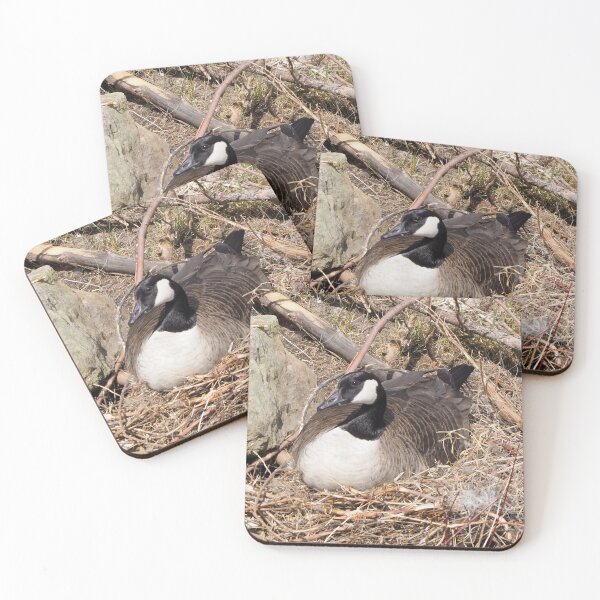 Item preview, Canada Goose Resting On Her Nest designed and sold by BackyardBirder.