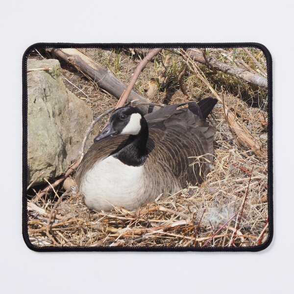 Item preview, Canada Goose Resting On Her Nest designed and sold by BackyardBirder.