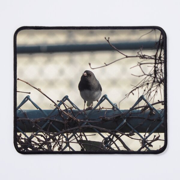 Item preview, Curious Dark-eyed Junco On a Fence designed and sold by BackyardBirder.