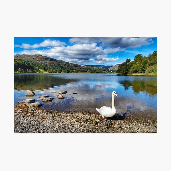 Item preview, Lake District Swan designed and sold by Alisonchambers2.