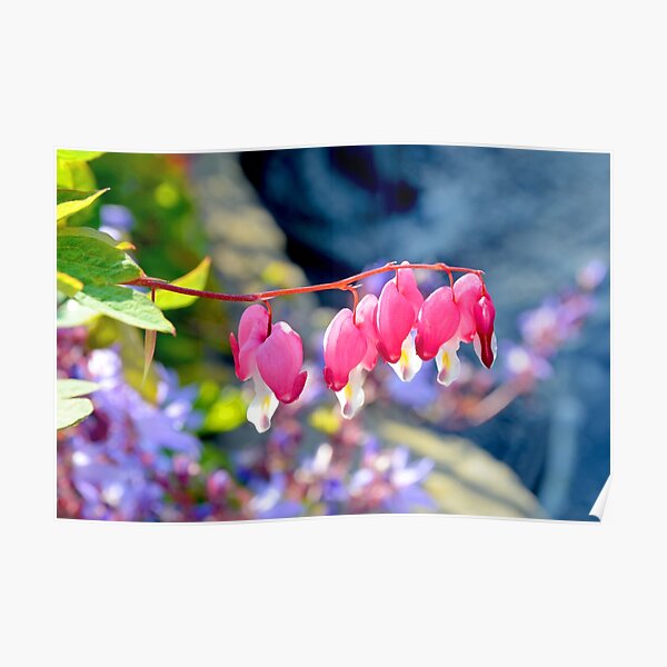 Pink and White Fuchsia Poster