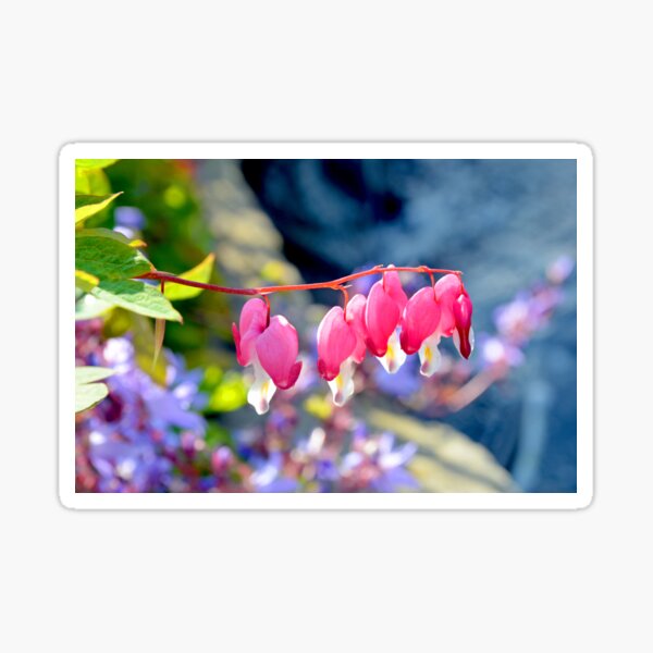 Pink and White Fuchsia Sticker