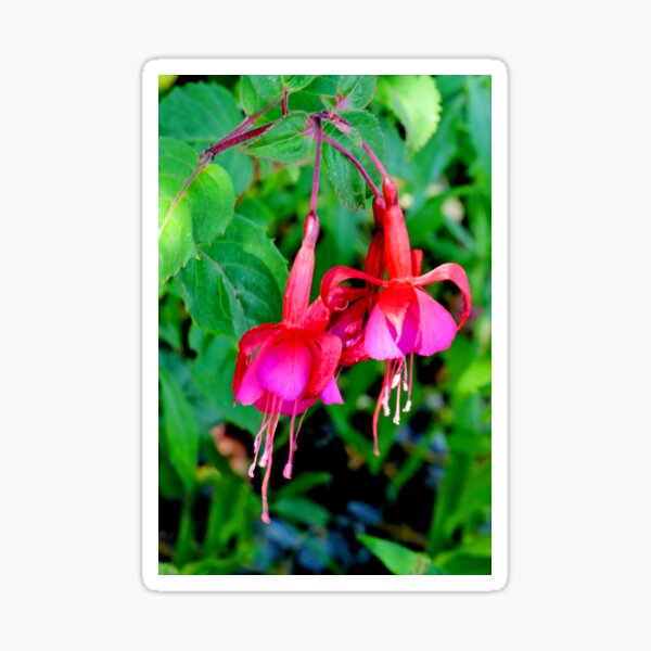 Red and Purple Fuchsia Sticker
