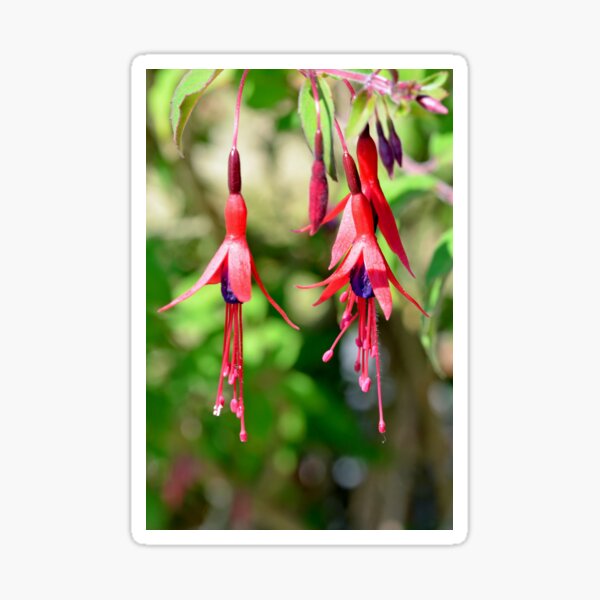 Red and Purple Fuchsia Sticker
