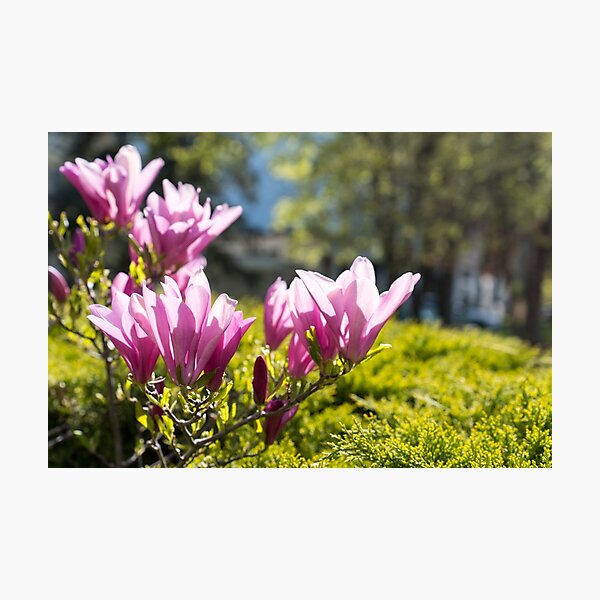 Item preview, Happy Pink Magnolia Blossoms Celebrating Spring designed and sold by Georgia Mizuleva.
