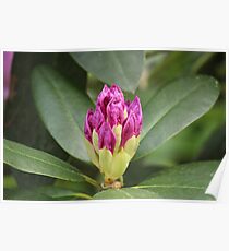 Pink Flower Close Up Poster
