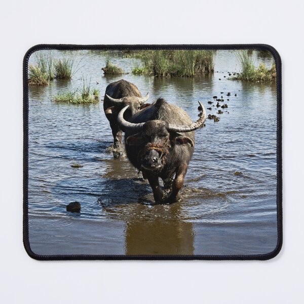 Item preview, Authentic Vietnam: Buffaloes and Rice Fields designed and sold by franck380.