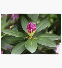 Pink Flower Close Up Poster