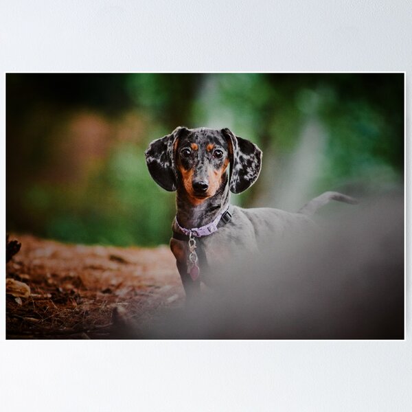 Item preview, Dachshund designed and sold by pawsandfocus.
