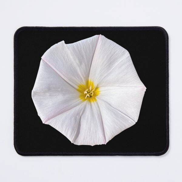 Item preview, Silvery bindweed designed and sold by PariSeine.