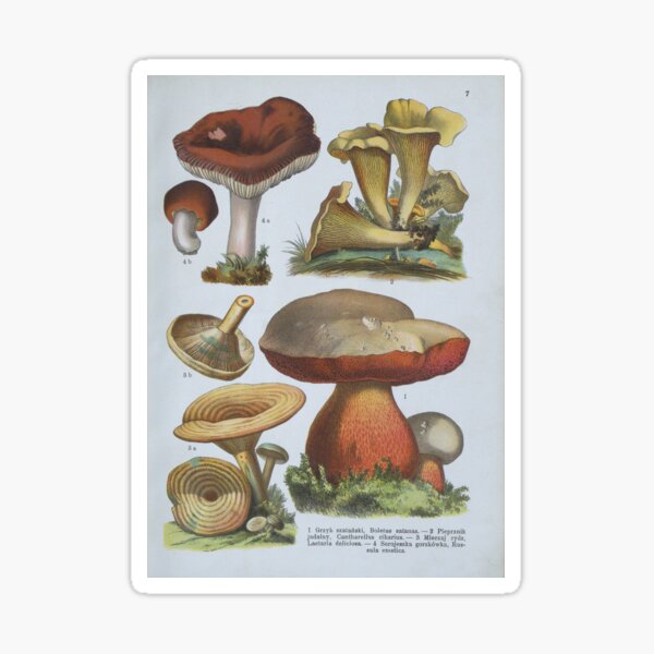 Item preview, Various Fungi designed and sold by 19th Century in Color.