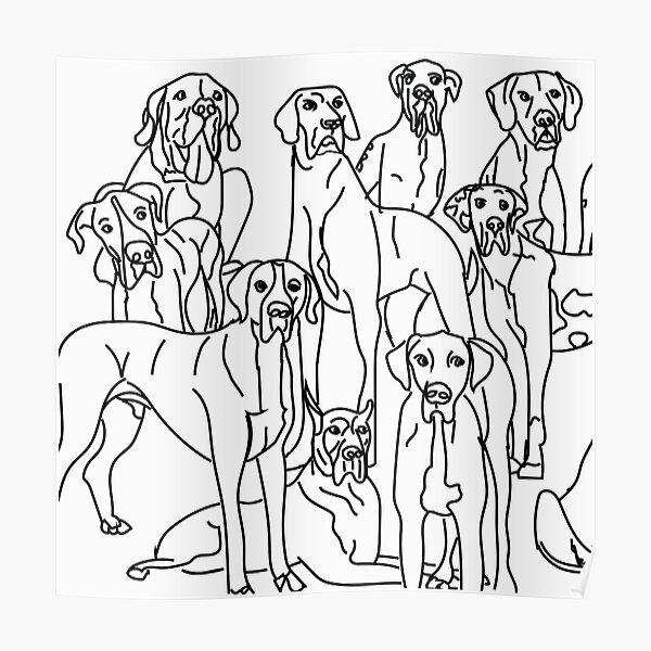 Great Danes. Multiple Dogs. Black and white. Poster