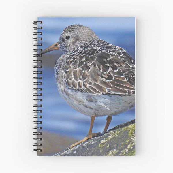 Item preview, Purple Sandpiper  designed and sold by sandysshoots.