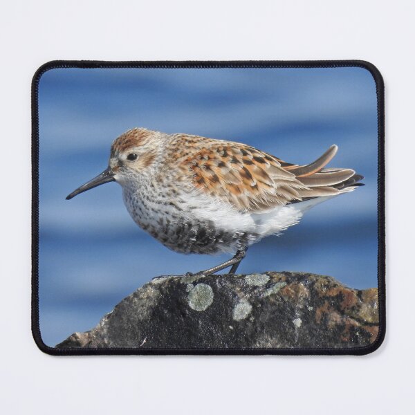 Item preview, Dunlin designed and sold by sandysshoots.