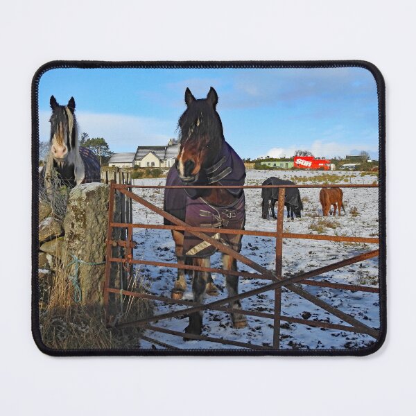 Item preview, Snow Horses in The Sun at Brora, Sutherland!  designed and sold by sandysshoots.