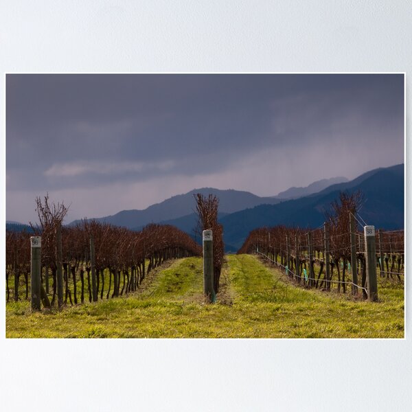 Item preview, Grapevines after Pruning designed and sold by Werner Padarin.