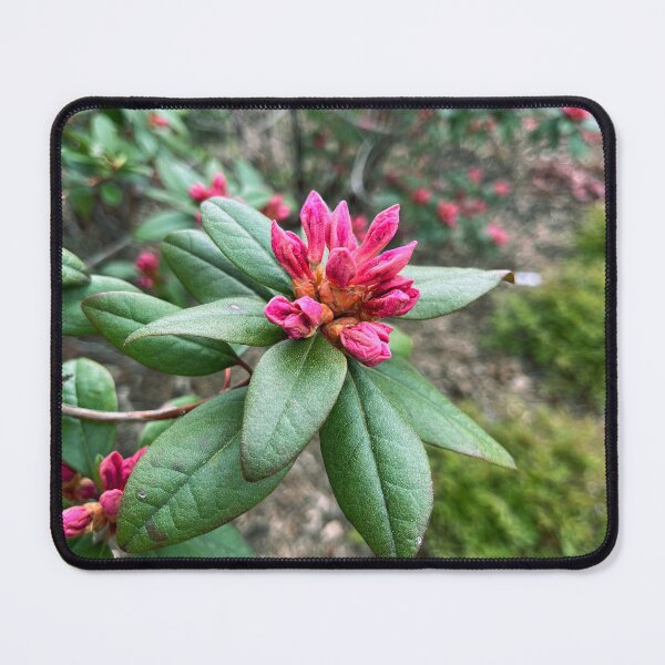 Item preview, Rhododendron Bloom designed and sold by Lana Magnolia.
