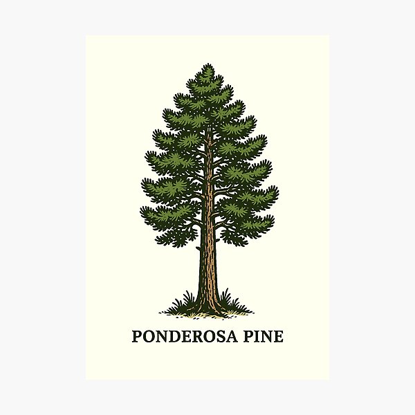 Item preview, Ponderosa Pine designed and sold by Tauandesign.