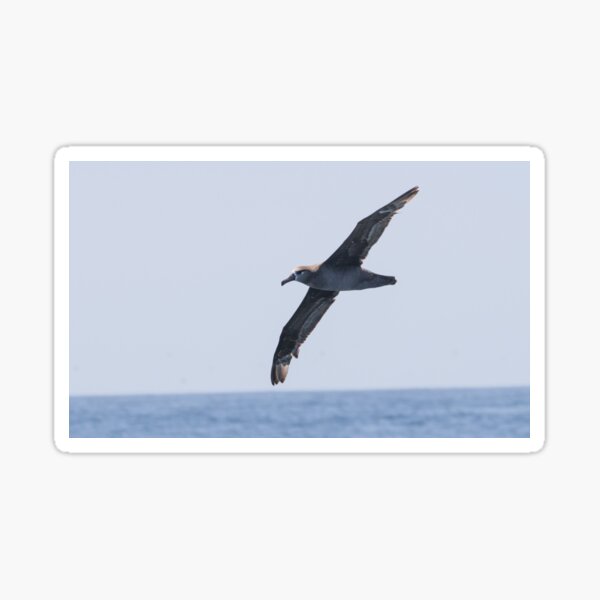 Item preview, Black Footed Albatross designed and sold by LaurenTucker.