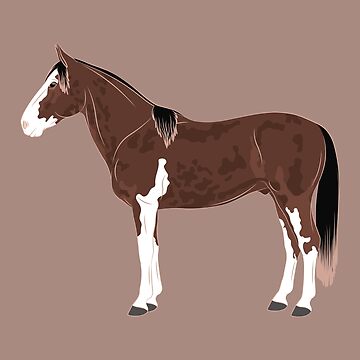 Aperçu de l'œuvre Cheval Criollo Argentin, dessin cheval tacheté, cheval de selle, races de chevaux de l'Argentine de WebEquitation®