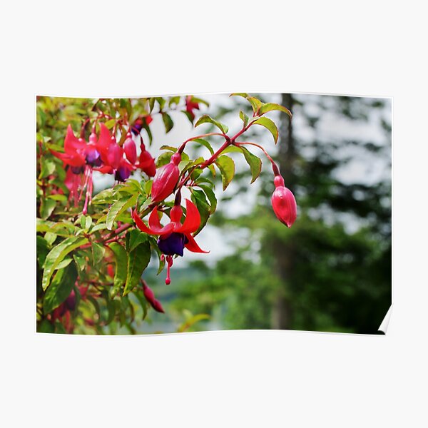 Red and Purple Fuchsia Poster