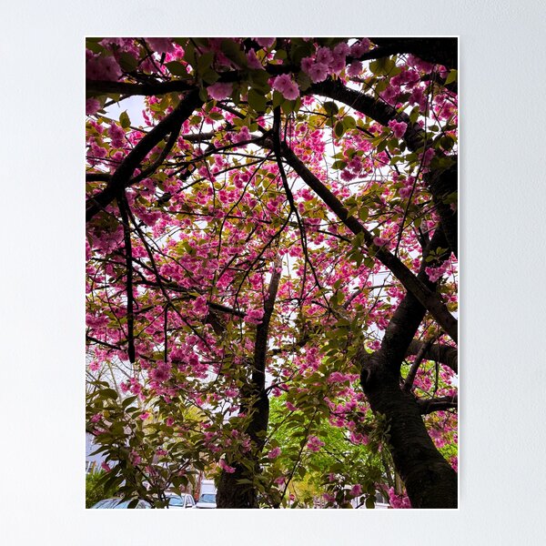 Item preview, Picture of pink flowers  designed and sold by 1Robbie1.
