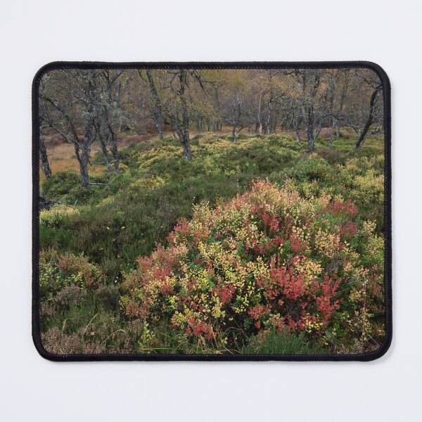 Item preview, glen affric forest designed and sold by codaimages.