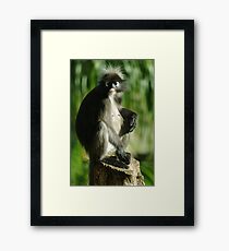 Dont Look, I havent done me hair! Framed Print