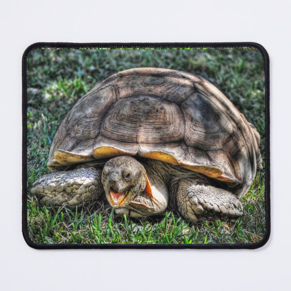 Item preview, Giant Tortoise designed and sold by Savannah Gibbs.