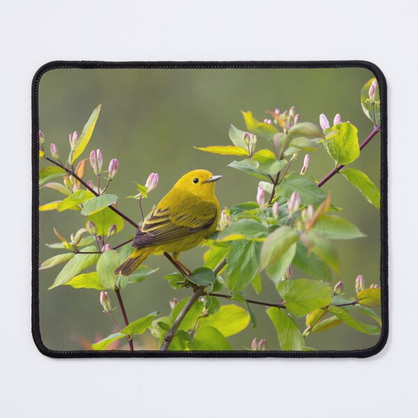 Item preview, Yellow Warbler designed and sold by James Cumming.