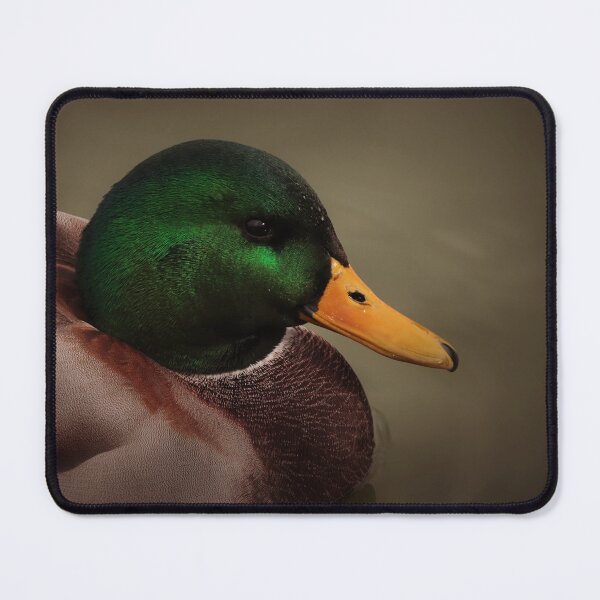 Item preview, Mallard Duck on Wascana Lake designed and sold by timdaytimages.
