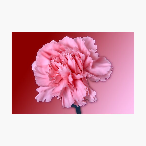 Item preview, Carnation designed and sold by Roger Otto.